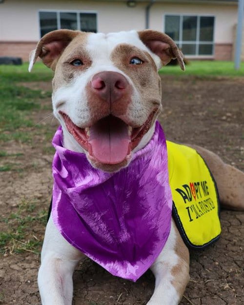 Photo of Pit, adoptable American Staffordshire Terrier in San Antonio, Texas