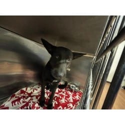 Photo of Gavin, adoptable German Shepherd Dog in Baton Rouge, Louisiana