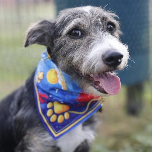 Photo of MO, adoptable Terrier in San Antonio, Texas