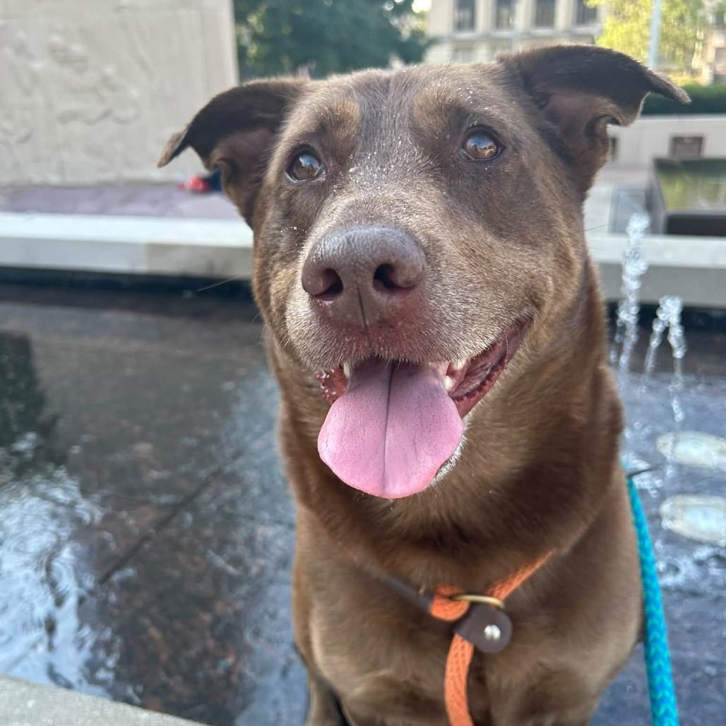 Photo of Pinkerton, adoptable Mixed Breed (Large) in St. Louis, Missouri