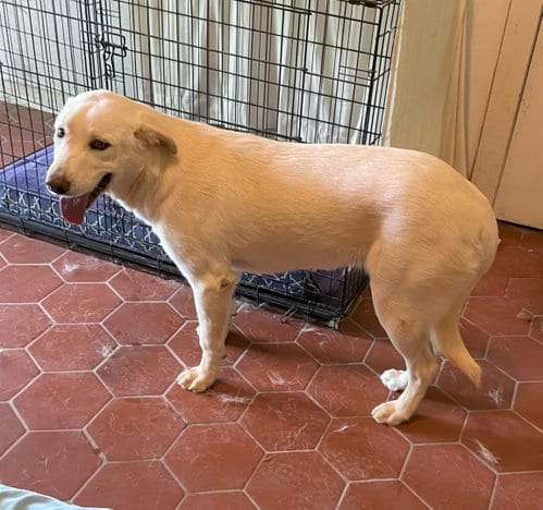 Photo of SugarPlum, adoptable Anatolian Shepherd in Whitewright, Texas