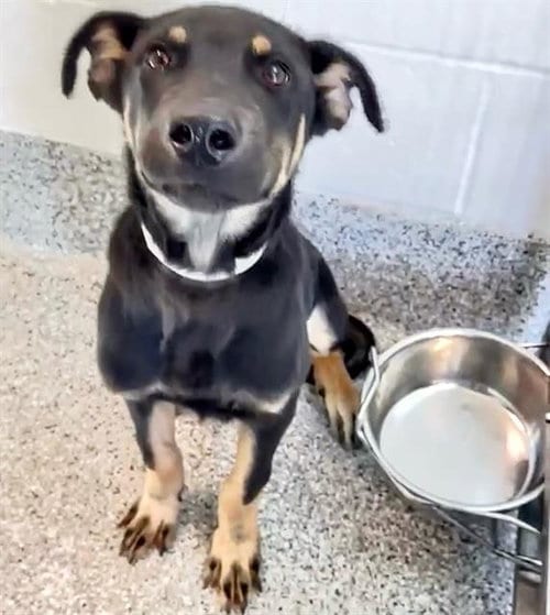 Photo of A661444, adoptable German Shepherd Dog in Houston, Texas