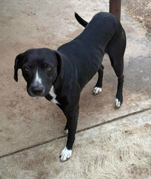 Photo of Domino, adoptable Unknown breed (short coat) in Paramus, New Jersey