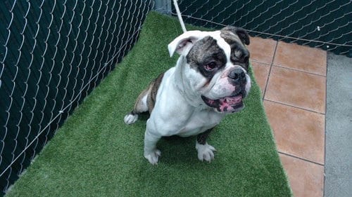 Photo of Hoagie, adoptable English Bulldog in Downey, California