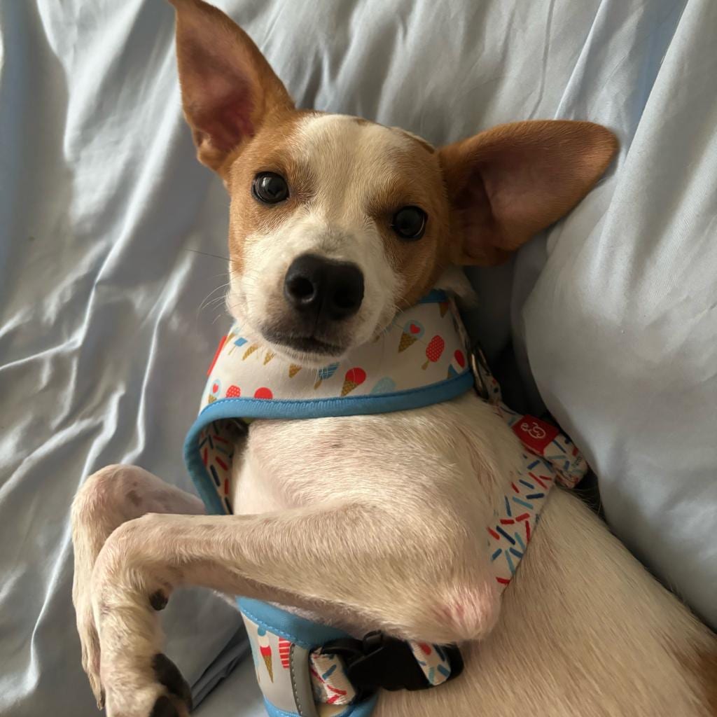Photo of Elvis Presley, adoptable Terrier, Jack Russell / Chihuahua in Jersey City, New Jersey