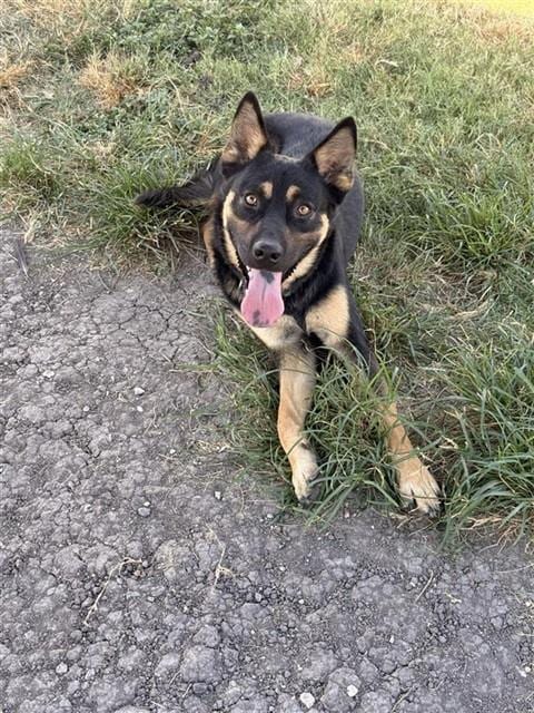 Photo of Gates, adoptable German Shepherd Dog in Corpus Christi, Texas