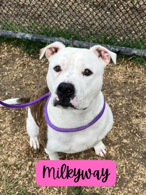 Photo of Milkyway, adoptable Staffordshire Bull Terrier in Saginaw, Michigan