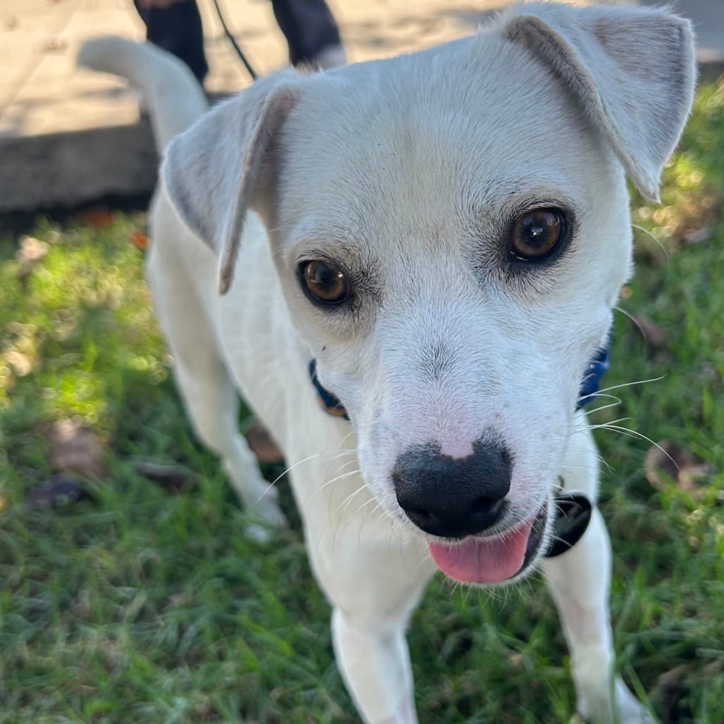 Photo of John Shen - Costa Mesa Location, adoptable Terrier / Mix