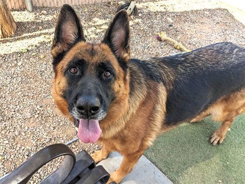 Photo of Cherie, adoptable German Shepherd Dog in Phoenix, Arizona