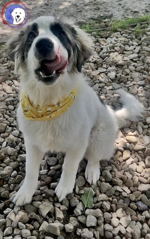 Photo of Corky, adoptable Great Pyrenees in Spring, Texas