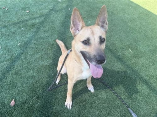Photo of J Lo, adoptable German Shepherd Dog in Los Angeles, California