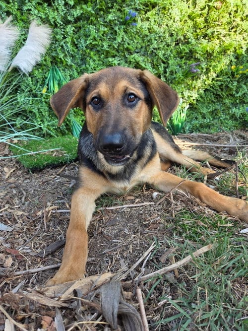 Photo of Dexter, adoptable Shepherd in San Diego, California