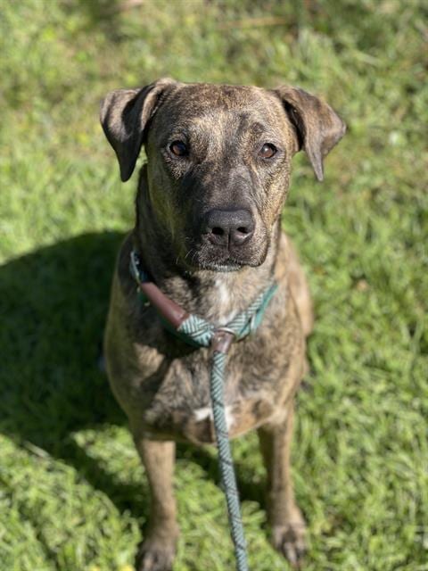 Photo of Wiki, adoptable Plott Hound in Fort Lauderdale, Florida