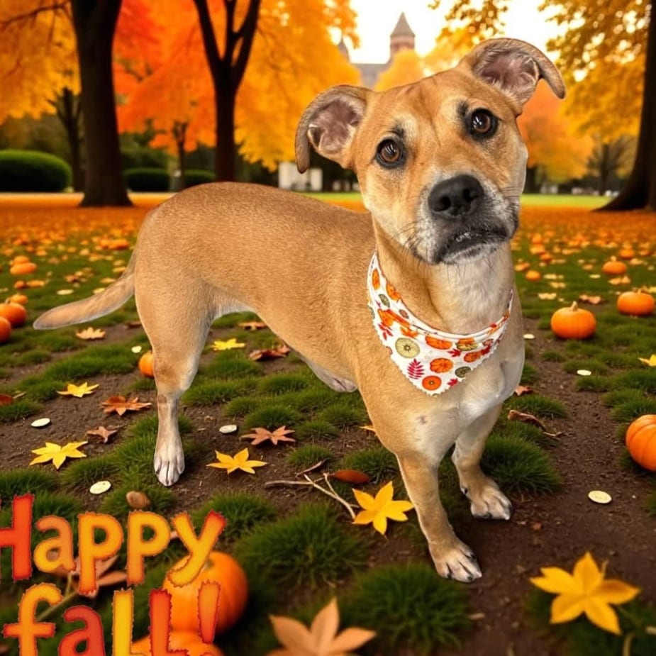 Photo of Caramel, adoptable Mixed Breed (Large) in Jacksonville, North Carolina