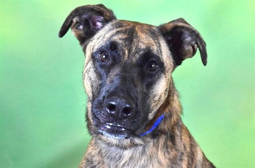 Photo of Devo, adoptable Dutch Shepherd in Ft Lauderdale, Florida