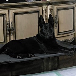 Photo of Demi - Located in Florida, adoptable Belgian Malinois in Imlay City, Michigan