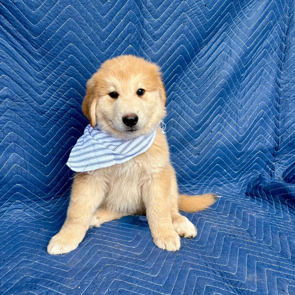 Photo of Aspen, adoptable Mixed Breed (Medium) in Oklahoma-based; Northeast placements, Oklahoma
