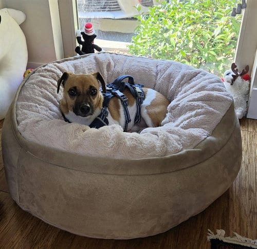 Photo of Toby, adoptable Chihuahua in Alameda, California