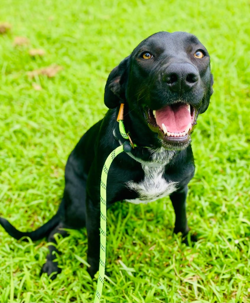 Photo of Annie - Awaiting S/N / Rabies, adoptable Mixed Breed in Chickamauga, Georgia