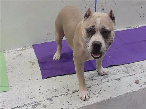 Photo of Isla, adoptable Staffordshire Bull Terrier in Houston, Texas