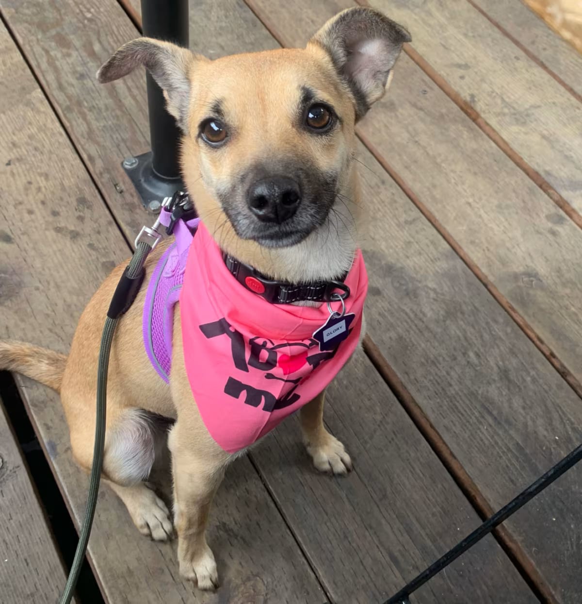 Photo of Glory, adoptable Chihuahua/Mixed Breed (Medium) in Oakland, California