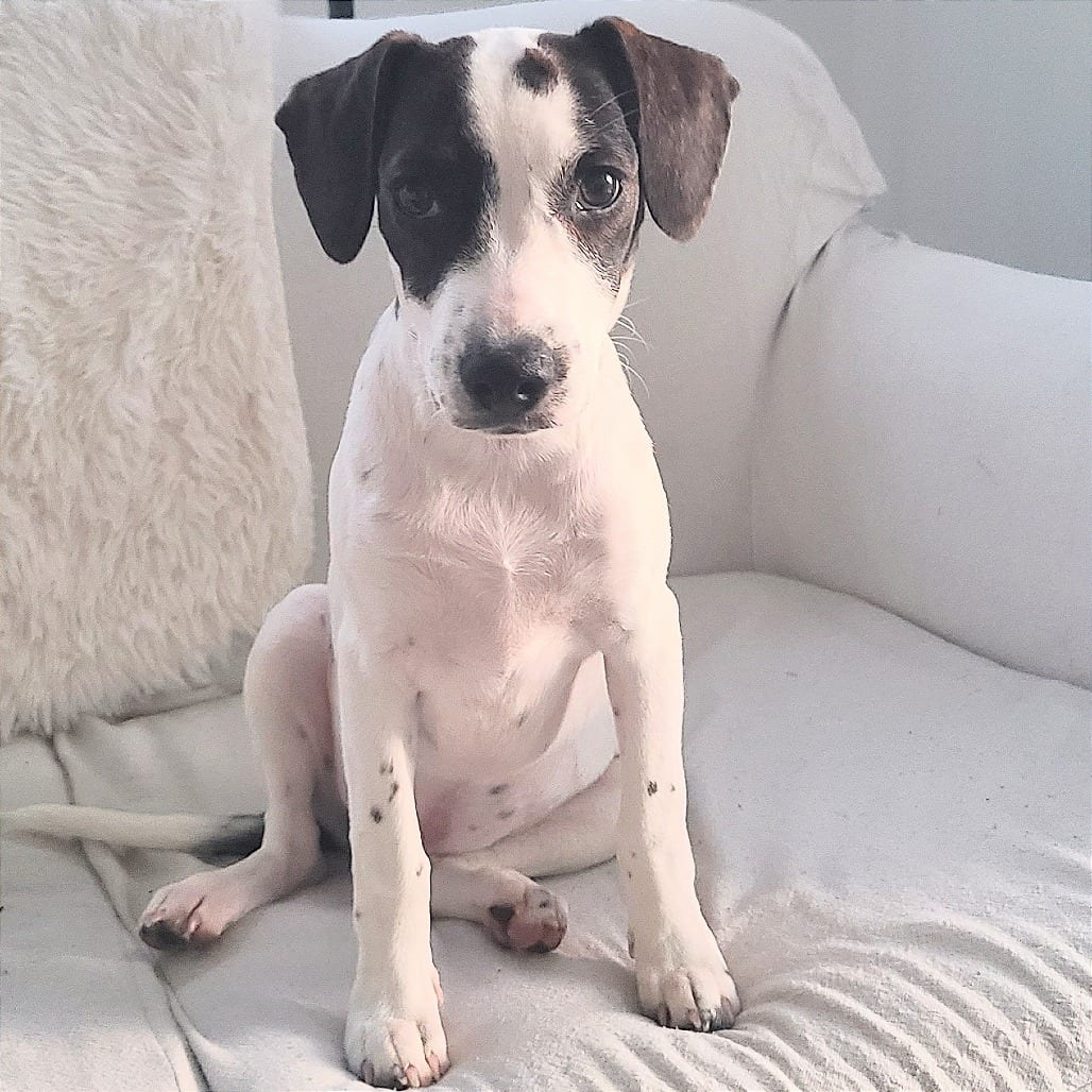 Photo of Abby D71427, adoptable Dachshund / Terrier in Minnesota, Minnesota