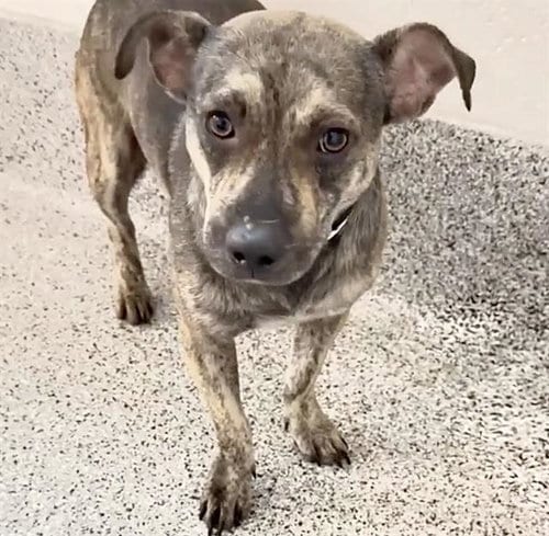 Photo of Tito, adoptable Chihuahua in Houston, Texas