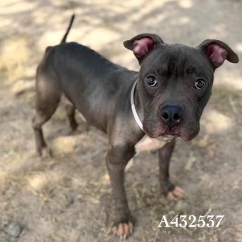 Photo of Maui, adoptable American Staffordshire Terrier in Conroe, Texas
