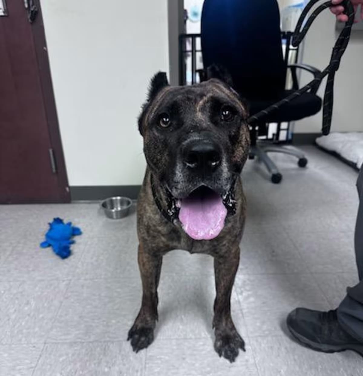 Photo of Kodak, adoptable Presa Canario in Clayton, New Jersey