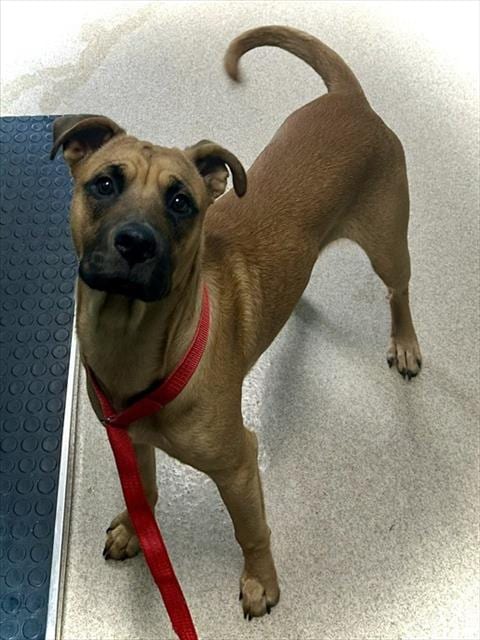 Photo of Ross, adoptable Black Mouth Cur in Newton, North Carolina