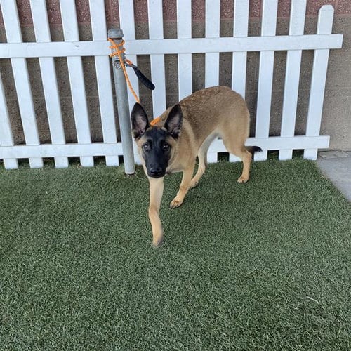 Photo of A615425, adoptable Belgian Shepherd Malinois in Modesto, California