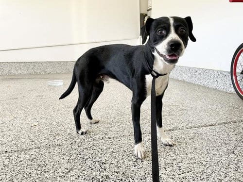 Photo of Mister Jack, adoptable Beagle in Riverside, California
