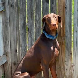 Photo of Yeager lll YC, adoptable Doberman Pinscher in Hartford, Connecticut