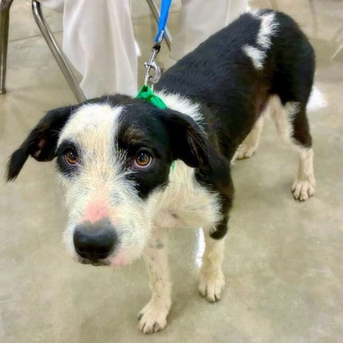 Photo of Cammie, adoptable Poodle (unknown type) in Alexander, Arkansas