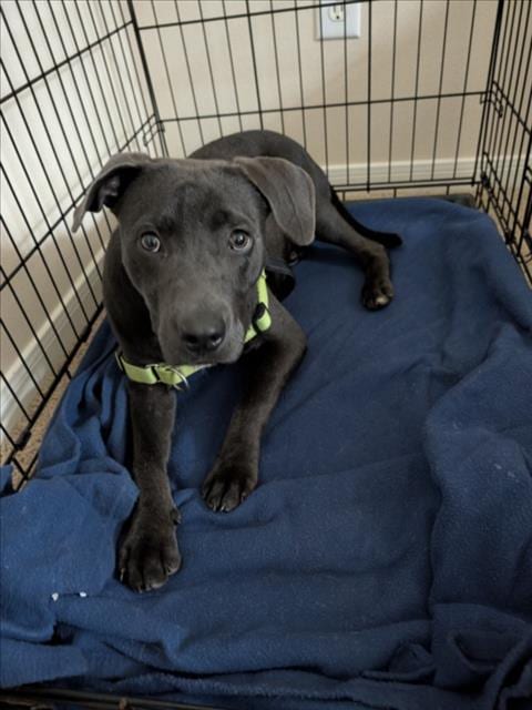 Photo of Alpha, adoptable Staffordshire Bull Terrier in Houston, Texas