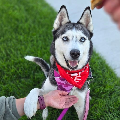 Photo of Sweatpants, adoptable Husky in Fargo, North Dakota
