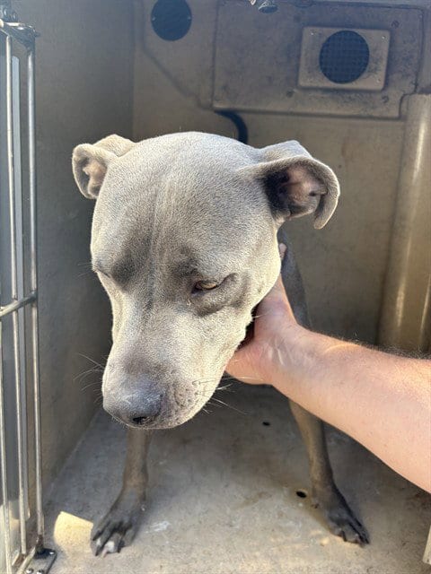 Photo of Kingston Reign, adoptable Pit Bull Terrier in Oklahoma City, Oklahoma