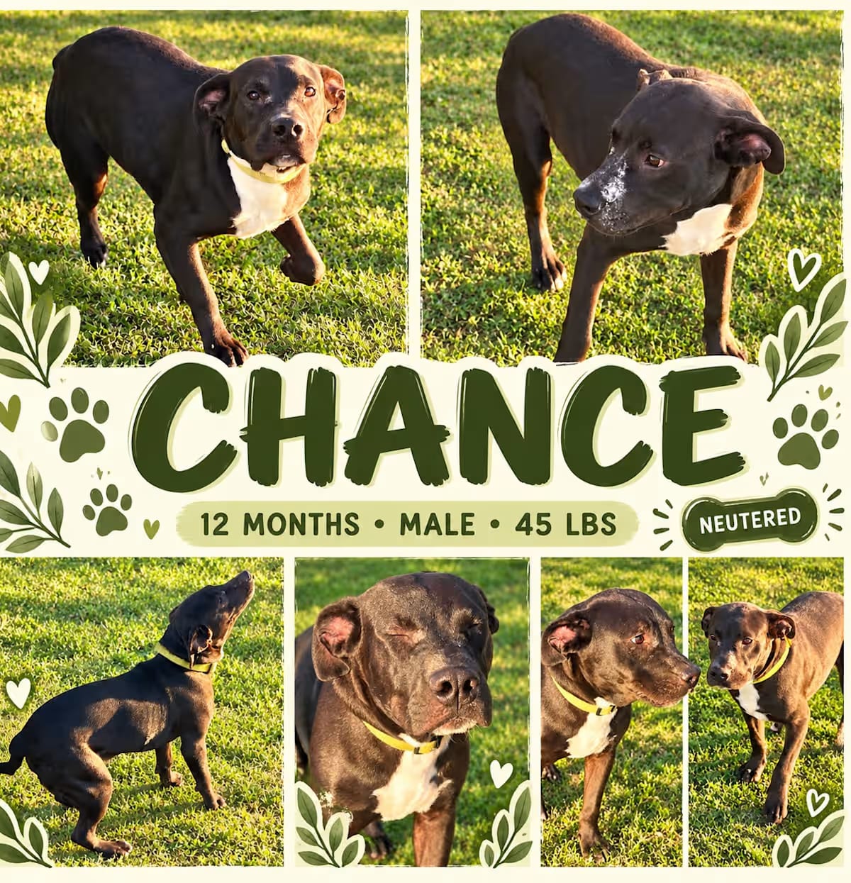 Photo of Chance, adoptable Boxer/Labrador Retriever in Glastonbury, Connecticut