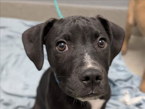 Photo of Leo, adoptable Pit Bull Terrier in Las Vegas, Nevada