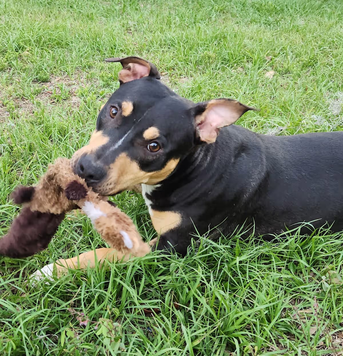 Photo of Cray, adoptable American Staffordshire Terrier in Brooksville, Florida