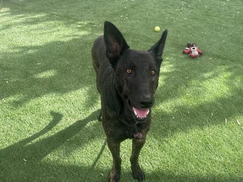 Photo of Billy, adoptable German Shepherd Dog in Los Angeles, California