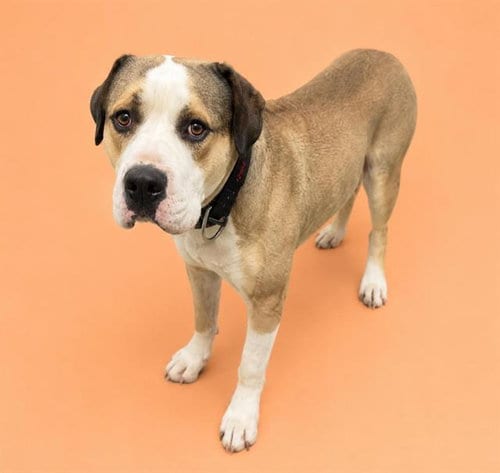 Photo of George, adoptable Staffordshire Bull Terrier in HESPERIA, California