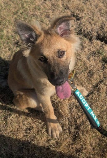 Photo of Winston, adoptable German Shepherd Dog in Grand Prairie, Texas