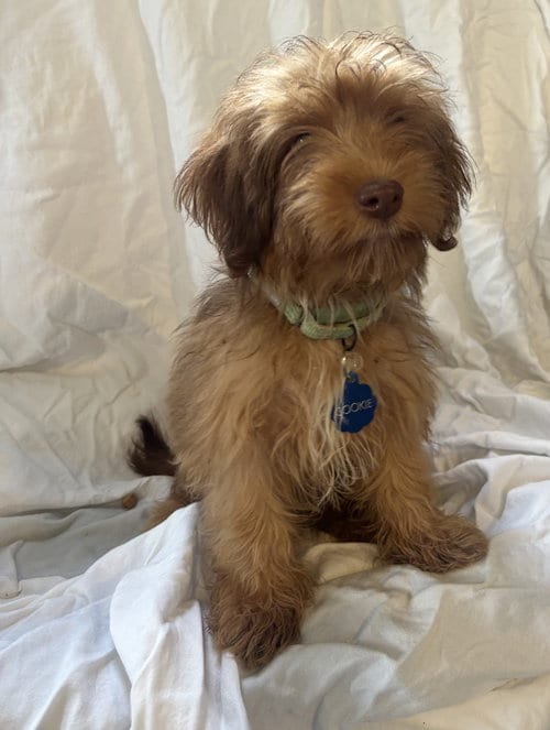 Photo of Cookie, adoptable Lhasa Apso in Pipe Creek, Texas
