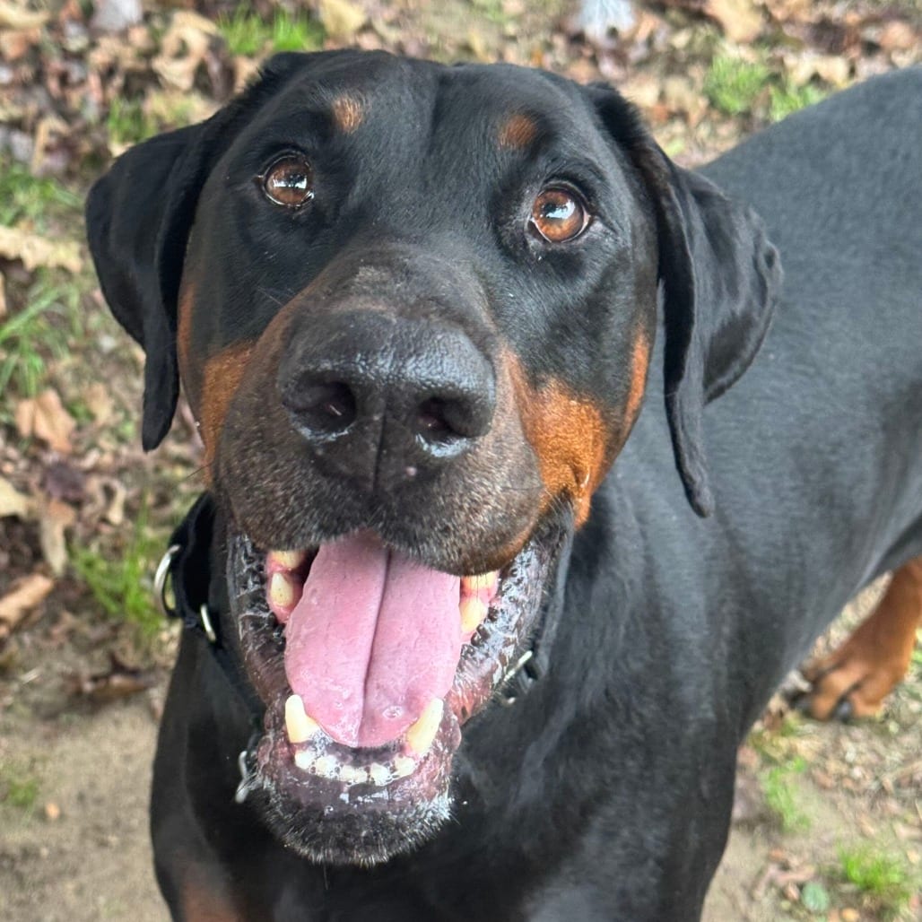Photo of Ozzy, adoptable Pinscher, Doberman in Springfield, Massachusetts