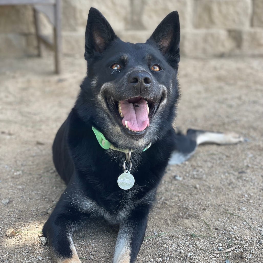 Photo of Ginger, adoptable Shepherd / Mixed Breed (Medium) in Riverside, California