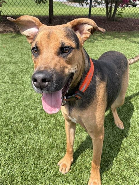 Photo of Ferrari, adoptable Pit Bull Terrier in Statesville, North Carolina