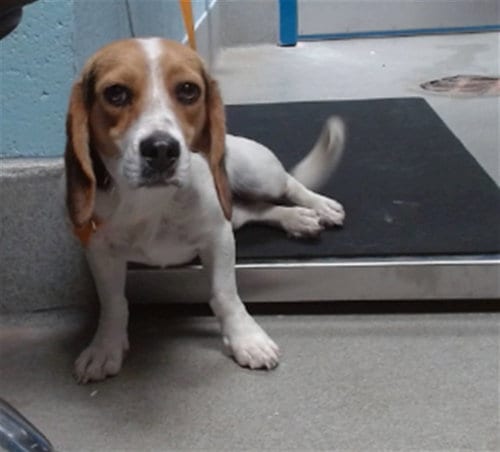 Photo of Bluey, adoptable Beagle in Albuquerque, New Mexico