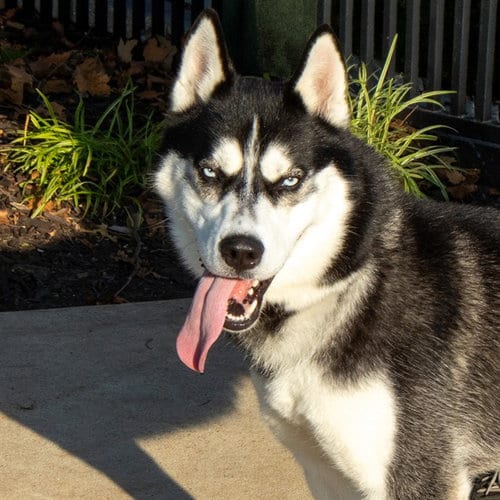 Photo of Damon, adoptable Siberian Husky in Maryland, Missouri