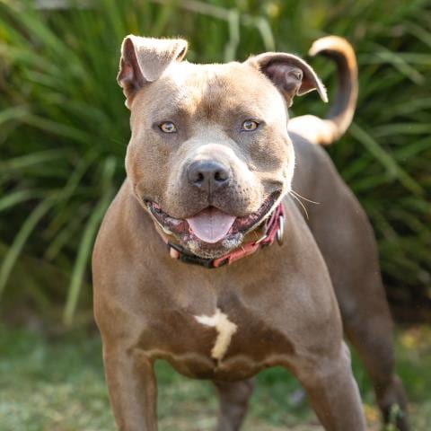Photo of Smokey, adoptable Pit Bull Terrier in Camarillo, California